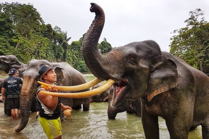 Thailand’s Elephants: Your Guide to Ethical Encounters!